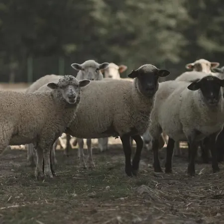 Villa Tatarska Zagroda - Dolina Baryczy - Jelonek *