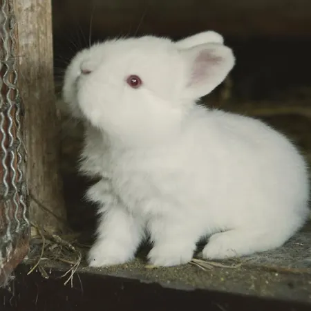 Tatarska Zagroda - Dolina Baryczy - Jelonek