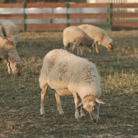 Tatarska Zagroda - Dolina Baryczy - Jelonek Willa