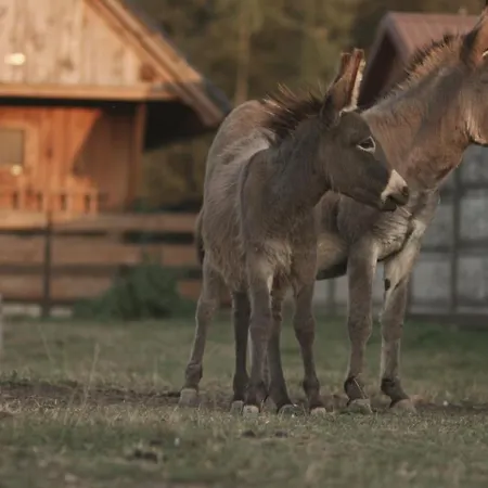 Willa Tatarska Zagroda - Dolina Baryczy - Jelonek *