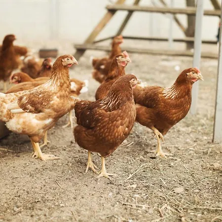 Tatarska Zagroda - Dolina Baryczy - Jelonek * Krosnice