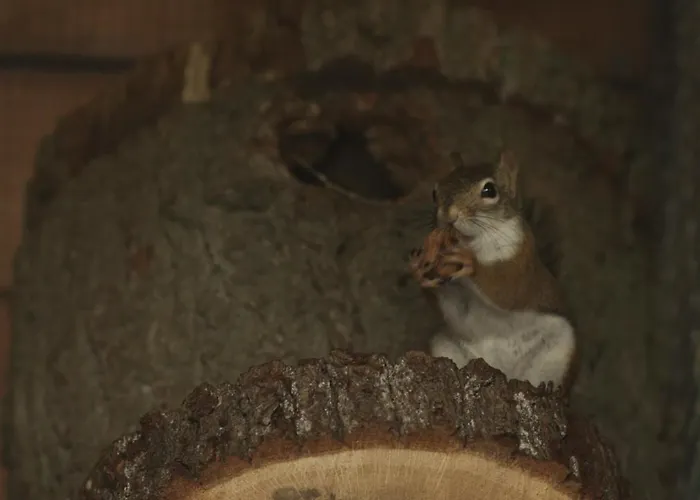 Tatarska Zagroda - Dolina Baryczy - Jelonek *