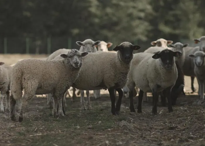 Villa Tatarska Zagroda - Dolina Baryczy - Jelonek *