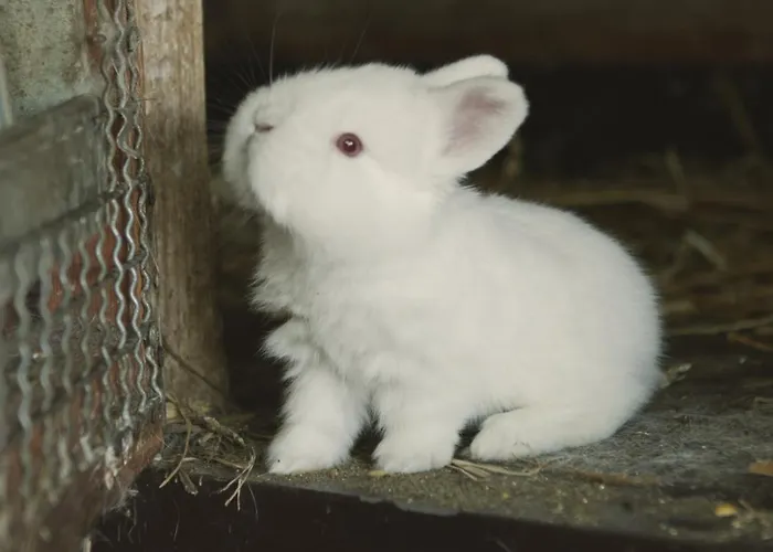 Tatarska Zagroda - Dolina Baryczy - Jelonek