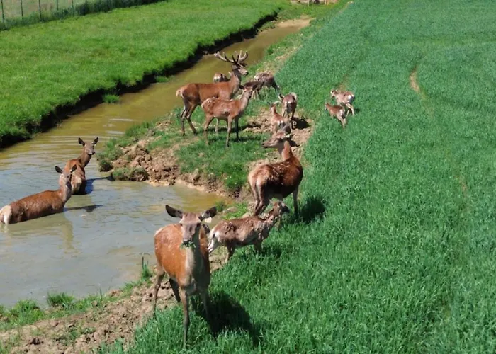 Villa Tatarska Zagroda - Dolina Baryczy - Jelonek